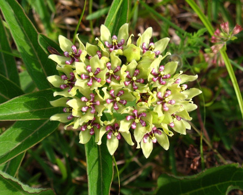 Green Milkweed.jpg