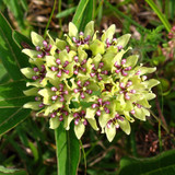 Green Milkweed