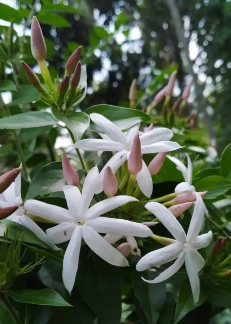 no perennial yes kundo white flo.jpg