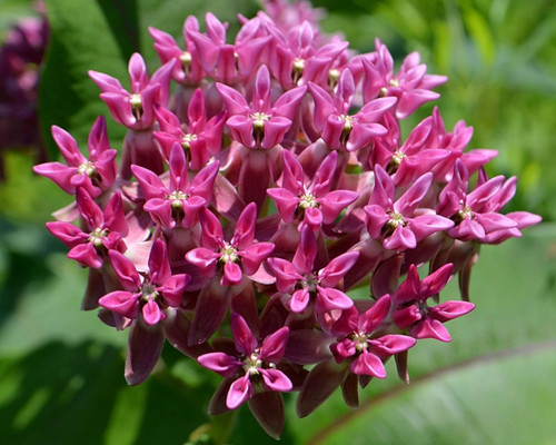 Purple milkweed.jpg