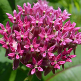 Purple milkweed