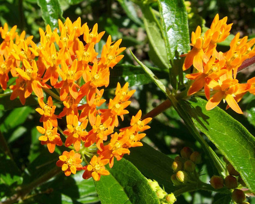 Butterflyweed.jpg