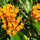 Butterflyweed