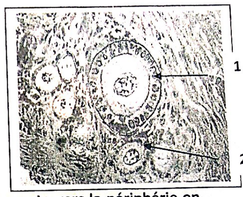 embryologie emd 2020 ce 0012.png