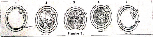 embryologie emd 2020 ce 0008.png