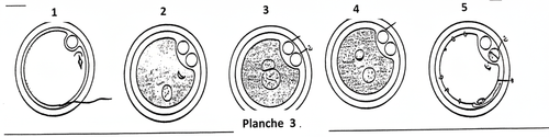 embryologie emd 2020 ce 0008 nbp.png