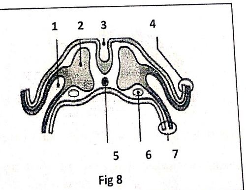 embryologie emd 2020 ce 0001.png