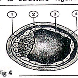 embryologie emd 2020 ce 0007.png