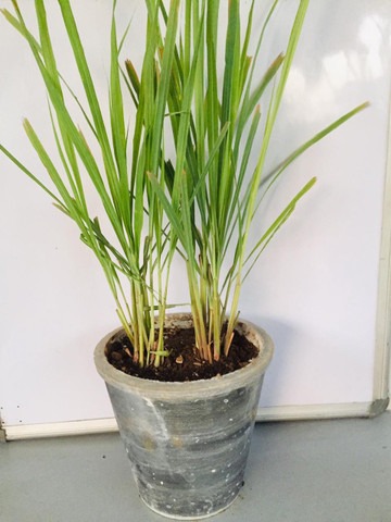 perennial no yes lemon grass liv.jpg