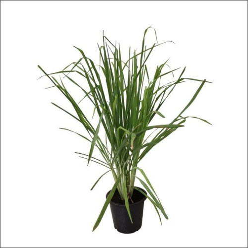 Yoidentity Lemon Grass Plant 600.jpg