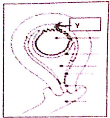 embryologie emd2 2015 ce 0003.png