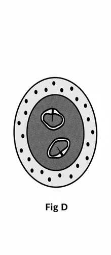 embryologie emd 2019 ce 0002 nbp.png