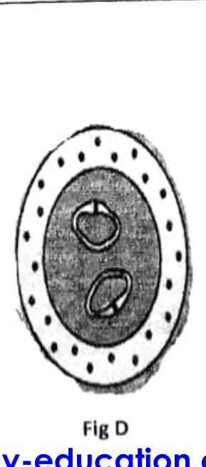 embryologie emd 2019 ce 0002.png