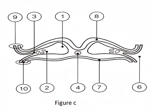 embryologie emd2 2016 ce 0003 nbp.png