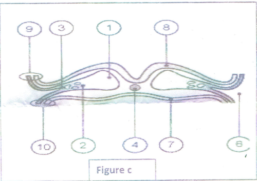 embryologie emd2 2016 ce 0003.png