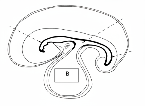 embryologie emd2 2017 ce 0001 nbp.png