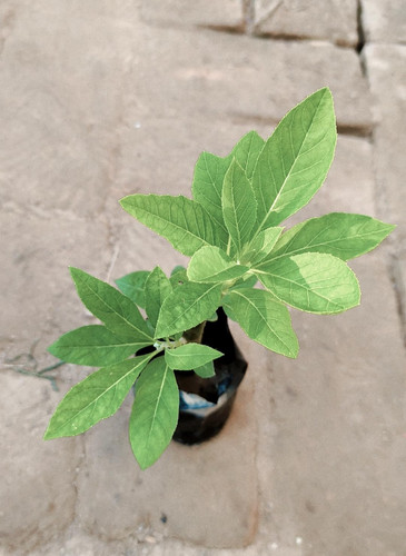 71pNV0miXxL. SL1479 .jpg