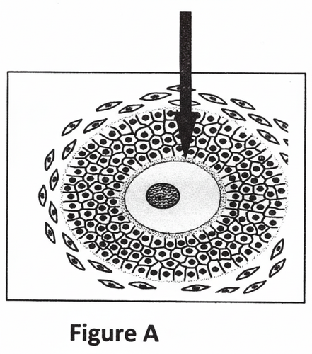 embryologie emd1 2017 ce 0001 nbp.png
