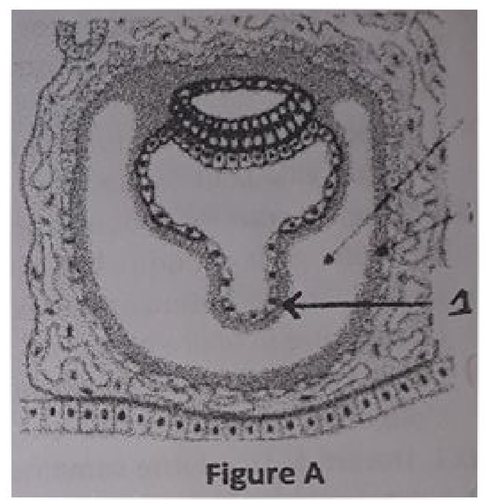 embryologie emd2 2018 ce 0008.png