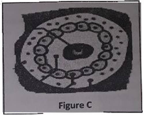 embryologie emd2 2018 ce 0006.png