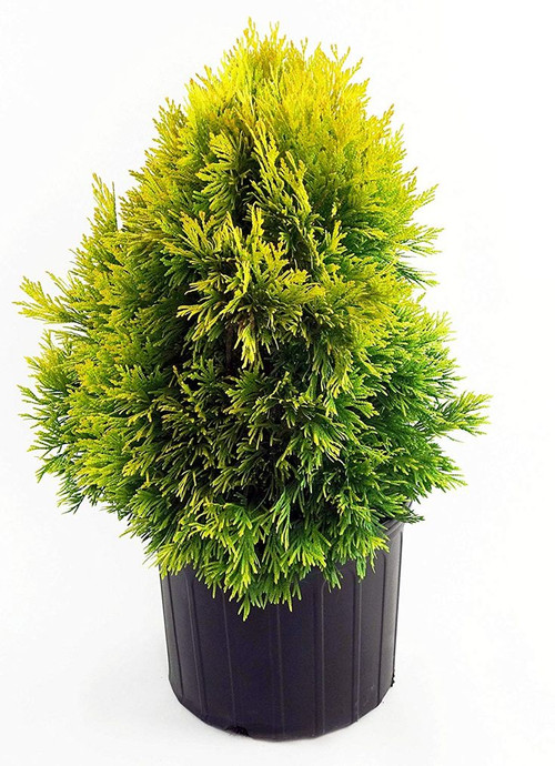 Thuja plicata Forever Goldy (Western Arborvitae) Evergreen, 3 Size Container.jpg