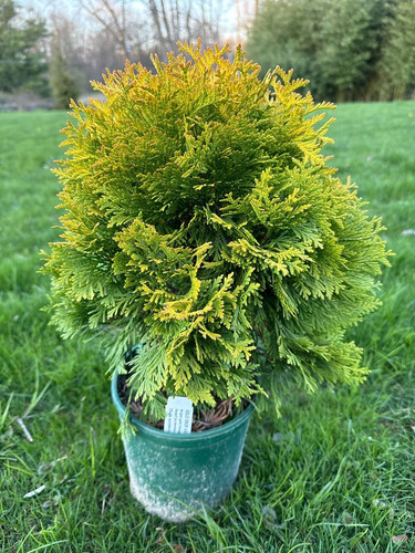 Thuja occidentalis 'Gold Drop' Dwarf Arborvitae 1 Gallon Pot.jpg