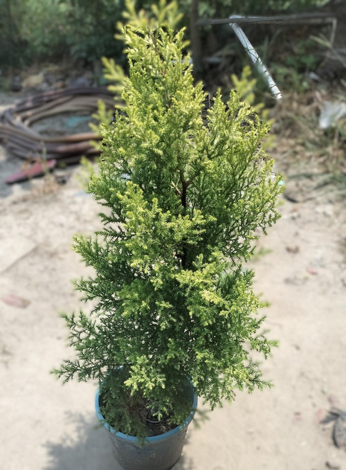 product jpeg (1).jpg