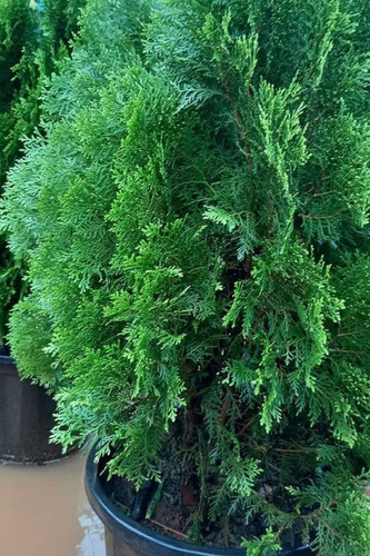 Thuja Plant.jpg