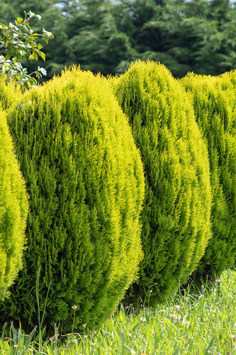 Thuja orientalis aurea nana hedge. Platycladus orientalis. Dwarf golden oriental thuja plants in a r.jpg