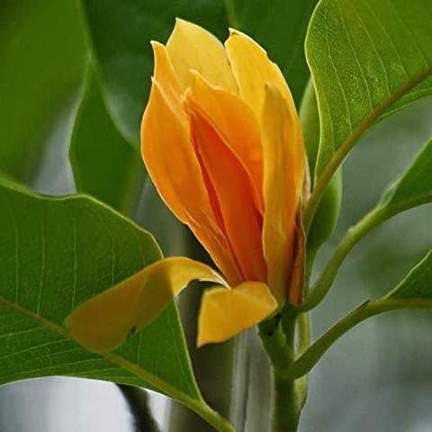 no annual yes goldren champa 1 g.jpg
