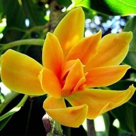 no perennial yes champa golden c.jpg