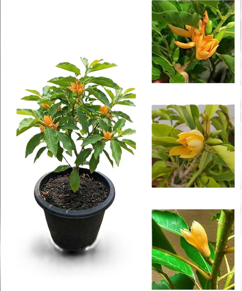 712SwHmCwyL. SL1500 .jpg