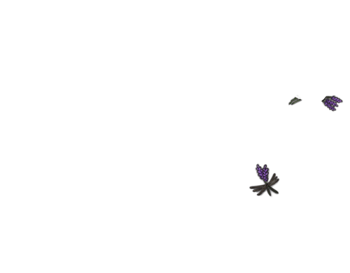IMG 0111.png