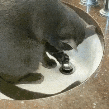 qf9xsqP.gif