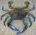 Blue Sea Crab Big Size(2/3pc) 500g, Gross Weight Before Cutting & Cleaning