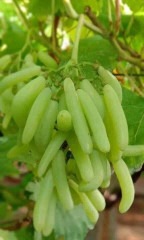 yes perennial yes thai grapes pl.jpg