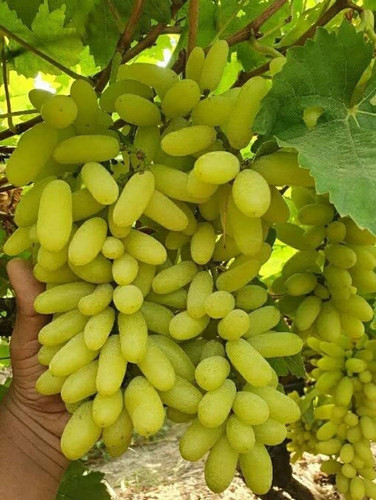 no perennial yes grapes sweet hy.jpg