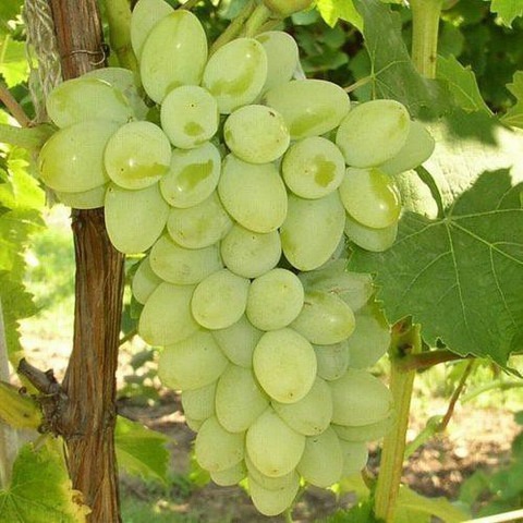 long seedless sweet wichfinger g.jpg