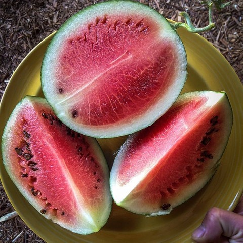 63 1yellow watermelon seeds for.jpg