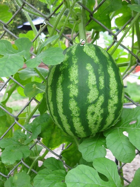 10 best quality juicy hybrid f1.jpg