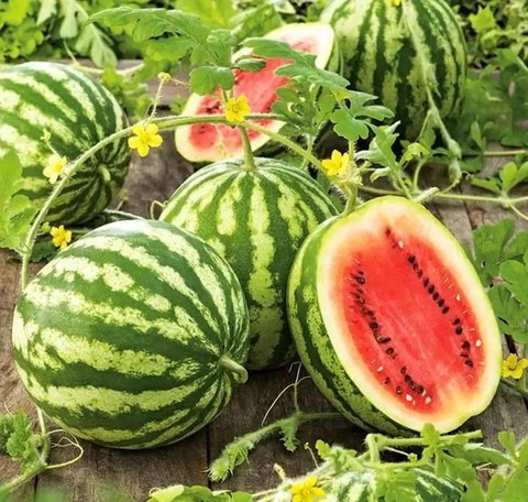 50 mw watermelon 118 red waterme.jpg