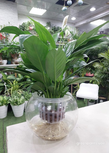 hydroponic peace lily plant.jpg 4.jpg