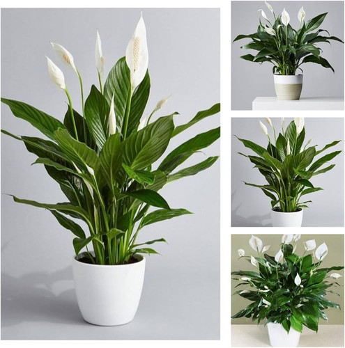 61Izn8VrT7L. AC UF1000,1000 QL80 .jpg