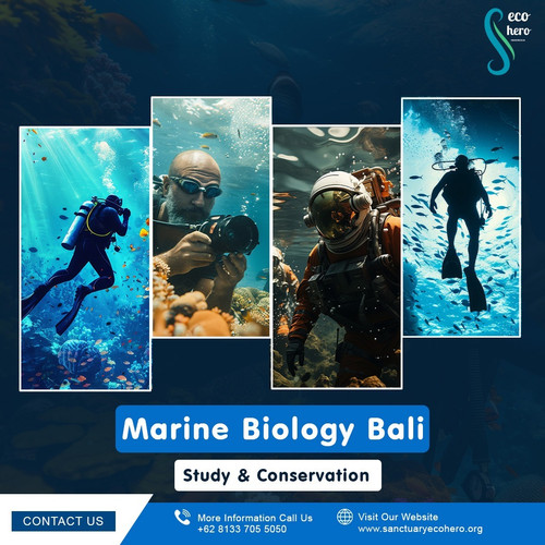 Marine Biology Bali – Study & Conservation.jpg