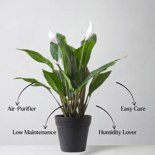 peace lily features.webp