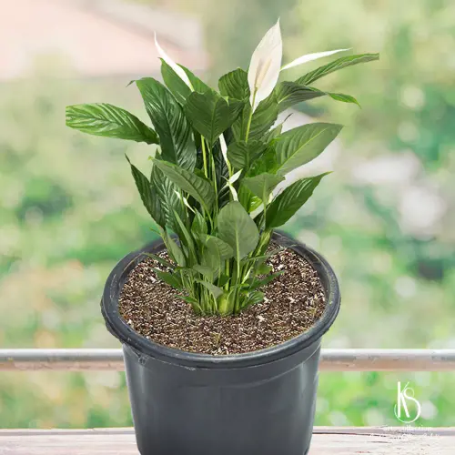 ks peace lily plant in 6 inch nursery pot.webp