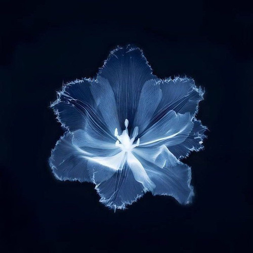 Amowhale playlist.jpg