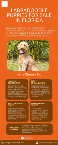 Top Quality Labradoodle Puppies in Florida Homes.png