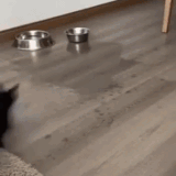 cats3.gif