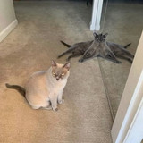 cat1
